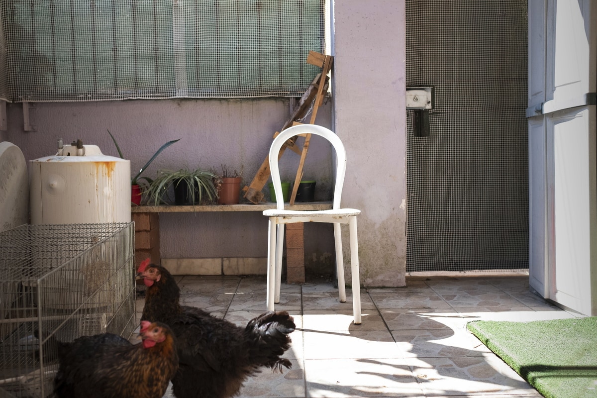 Poggio Mirteto, June 2021: Ilias' courtyard, where he keeps his parrot named Totti together with two chickens.